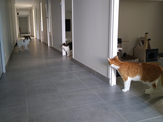 Pension Chats Chambre Individuelle Et Jardin Privatif Hotel Du Chat Dore Pension Chats Chambre Individuelle Et Jardin Privatif Hotel Du Chat Dore